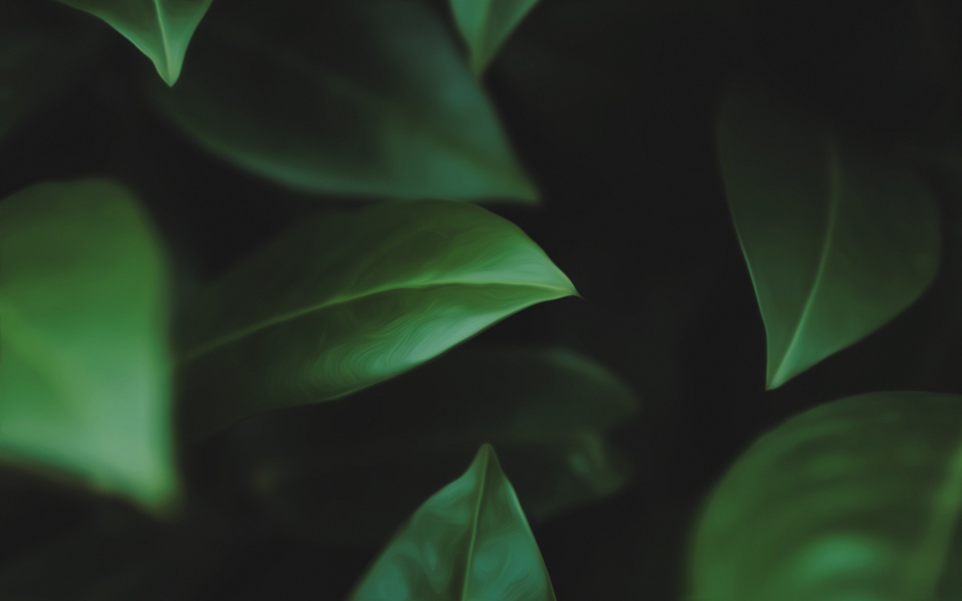 green, Close up, Leaves Wallpaper