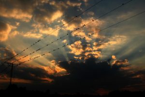 sunset, Birds