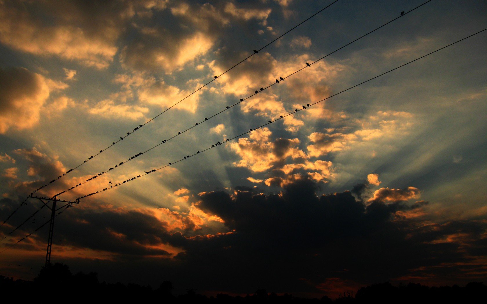 sunset, Birds Wallpaper