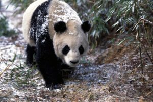 snow, Animals, Panda, Bears