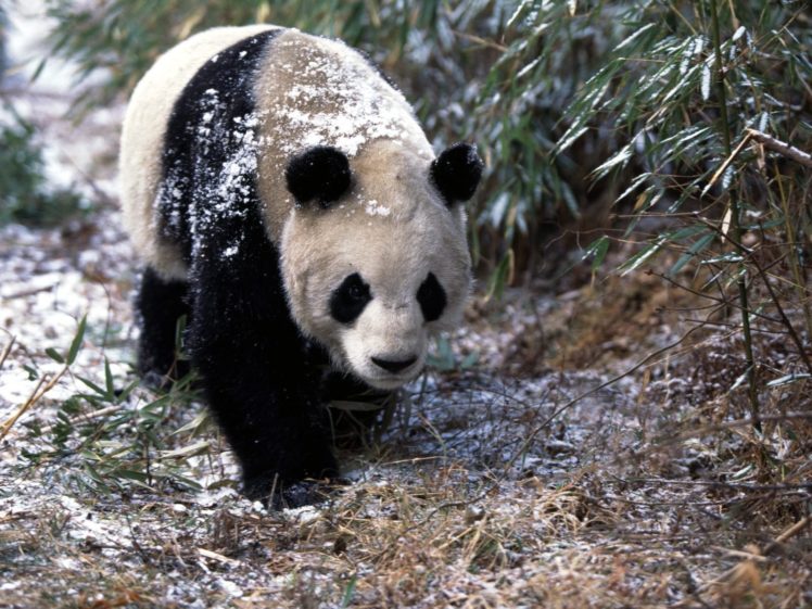 snow, Animals, Panda, Bears HD Wallpaper Desktop Background