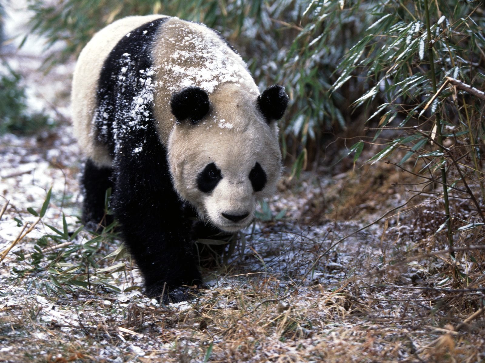 snow, Animals, Panda, Bears Wallpaper