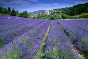 flowers, Fields, France, Lavender