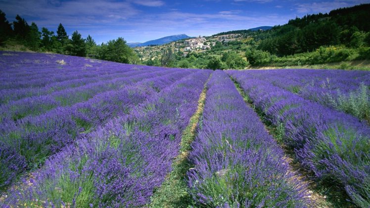 flowers, Fields, France, Lavender HD Wallpaper Desktop Background