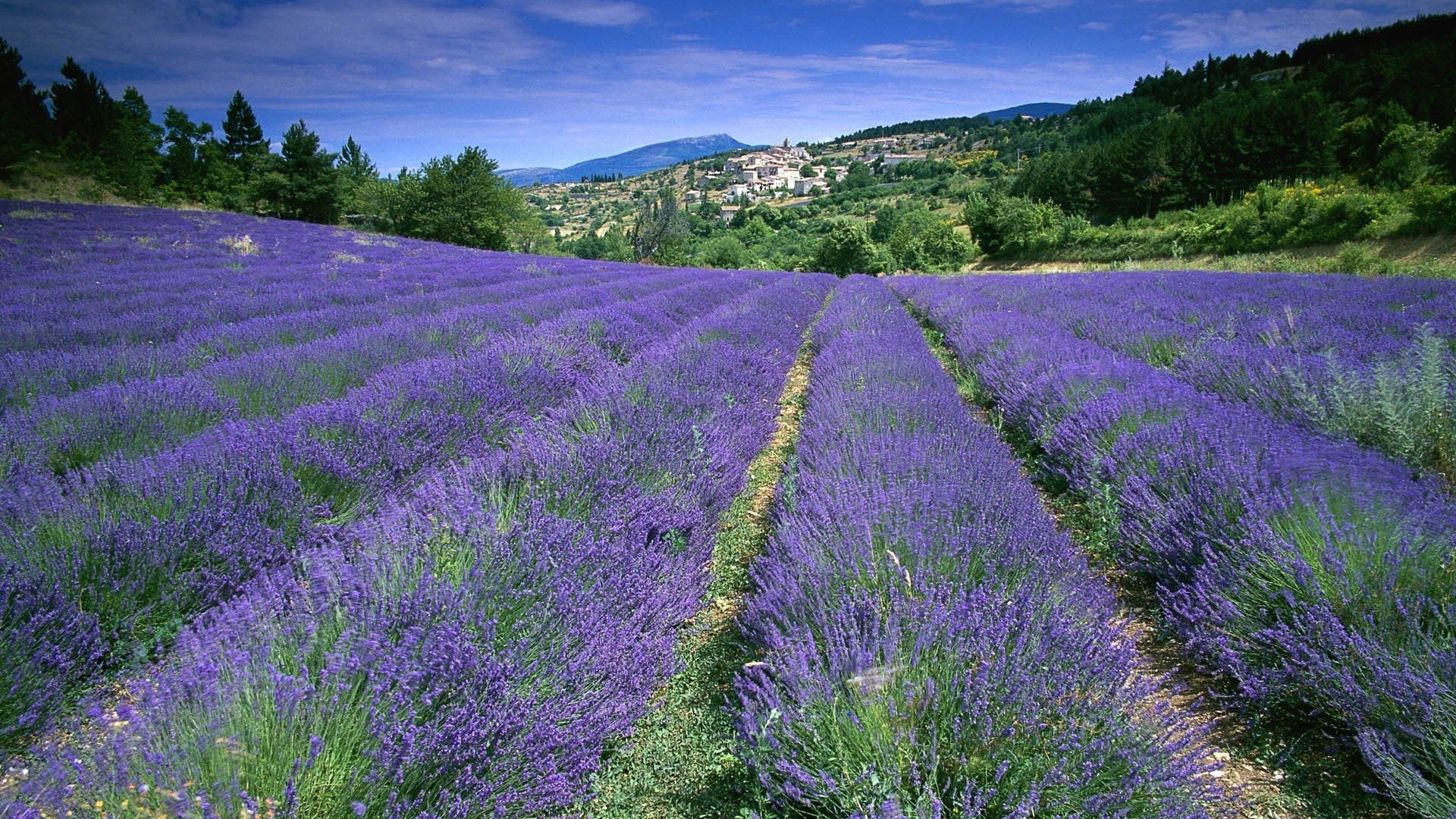 flowers, Fields, France, Lavender Wallpaper