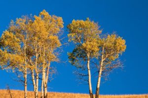 landscapes, Trees, Autumn, Wyoming, Yellowstone, Aspen, National, Park