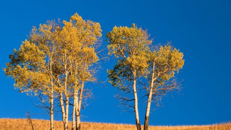 landscapes, Trees, Autumn, Wyoming, Yellowstone, Aspen, National, Park HD Wallpaper Desktop Background