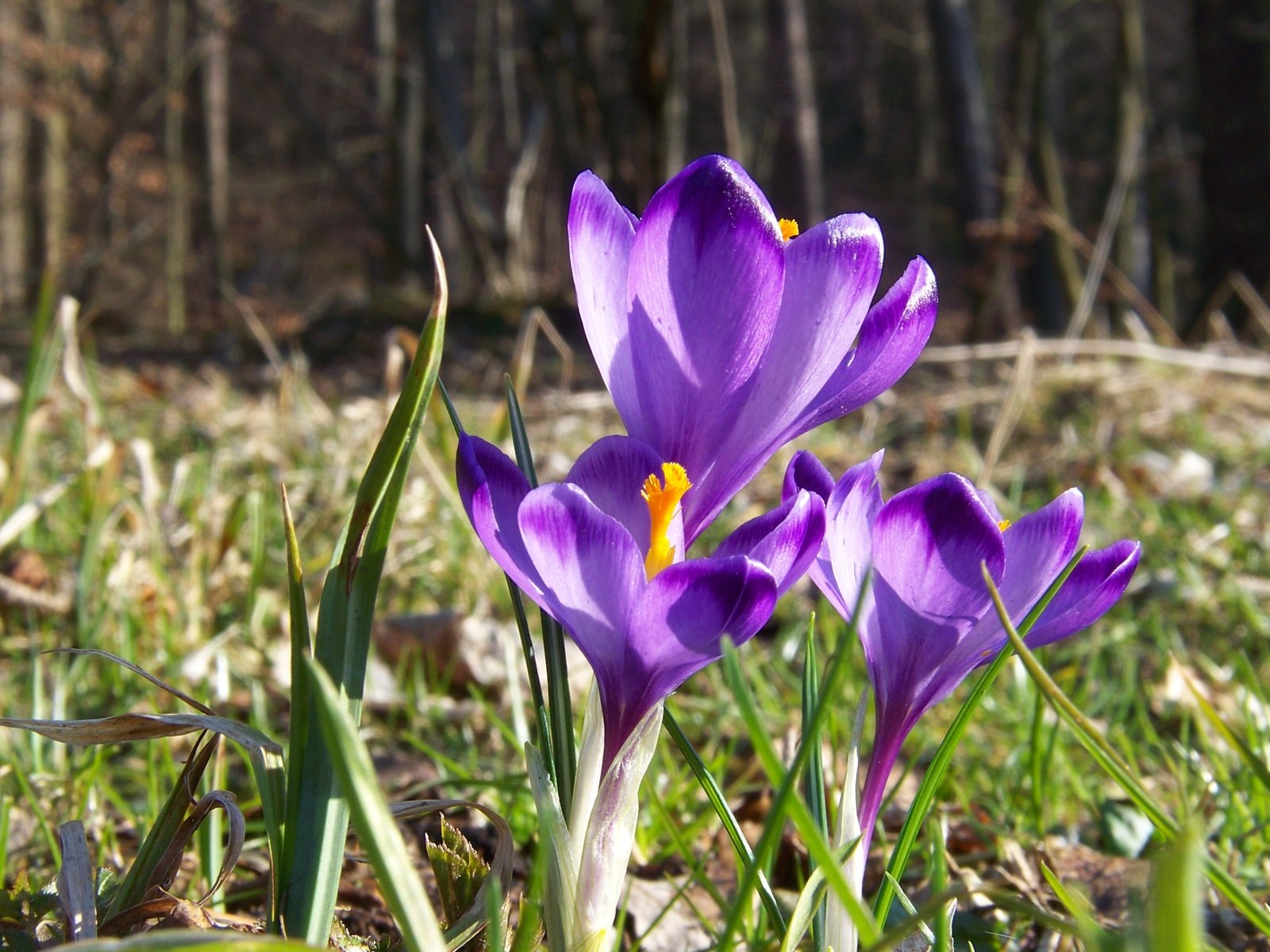 nature, Flowers, Crocus, Purple, Flowers Wallpaper