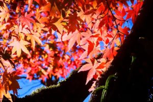 nature, Autumn, Leaves, Maple, Leaf
