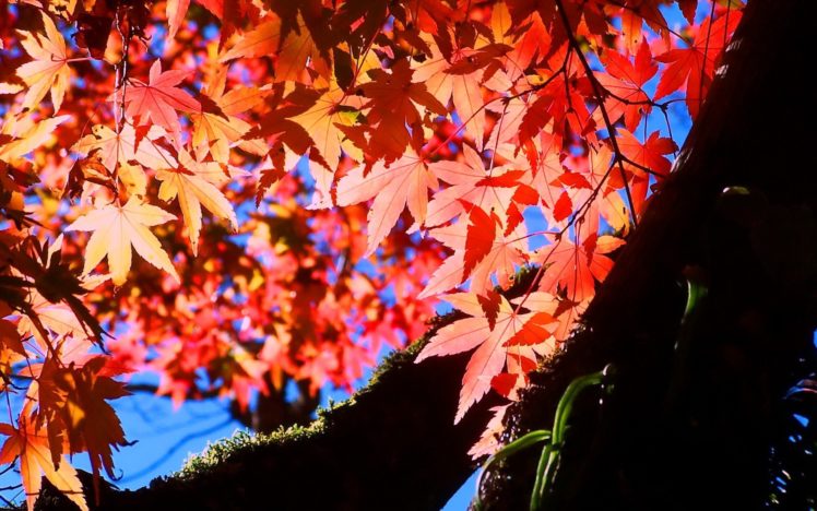 nature, Autumn, Leaves, Maple, Leaf HD Wallpaper Desktop Background
