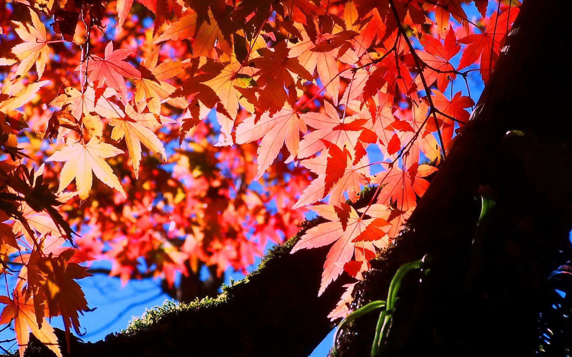 nature, Autumn, Leaves, Maple, Leaf Wallpaper