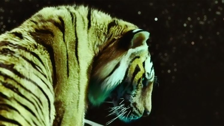 movies, Tigers, Life, Of, Pi HD Wallpaper Desktop Background