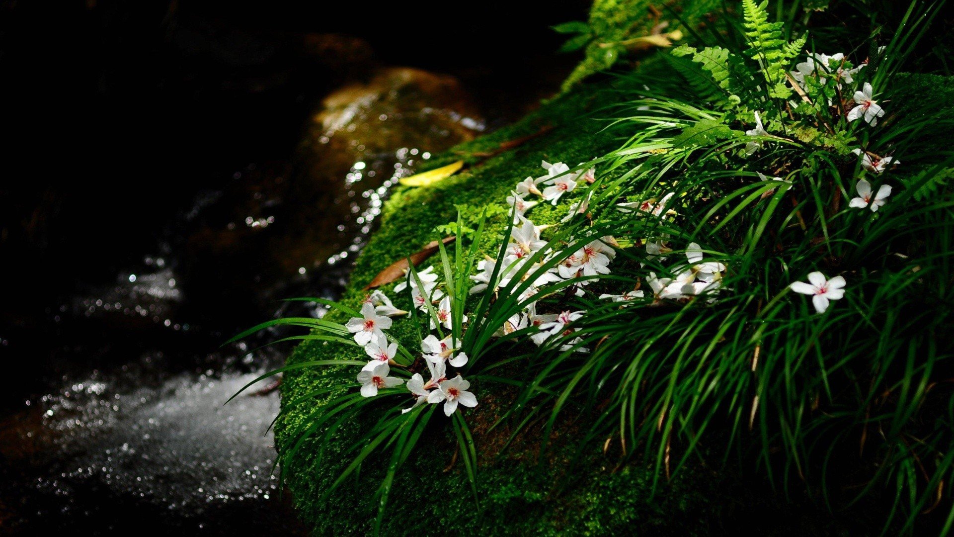 landscapes, Flowers, Moss Wallpaper