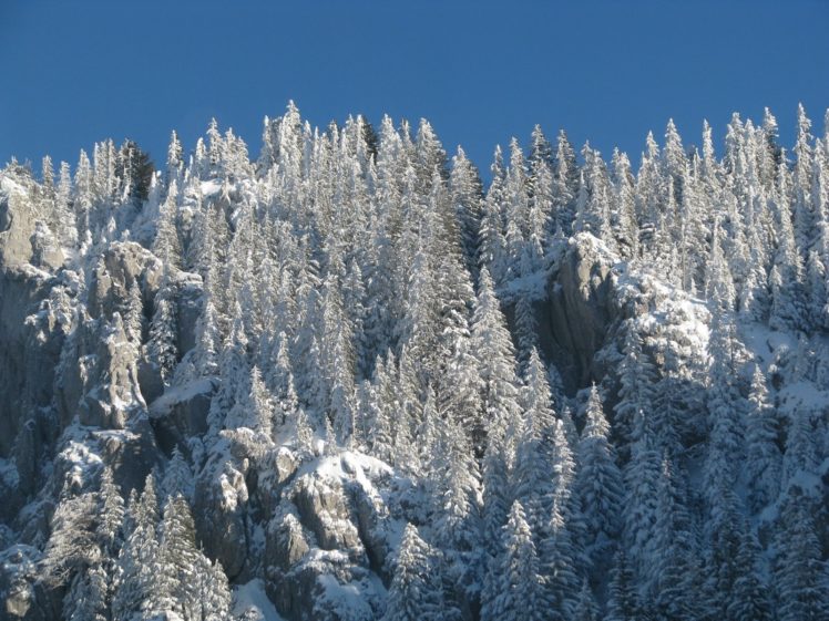 landscapes, Nature, Winter, Trees HD Wallpaper Desktop Background