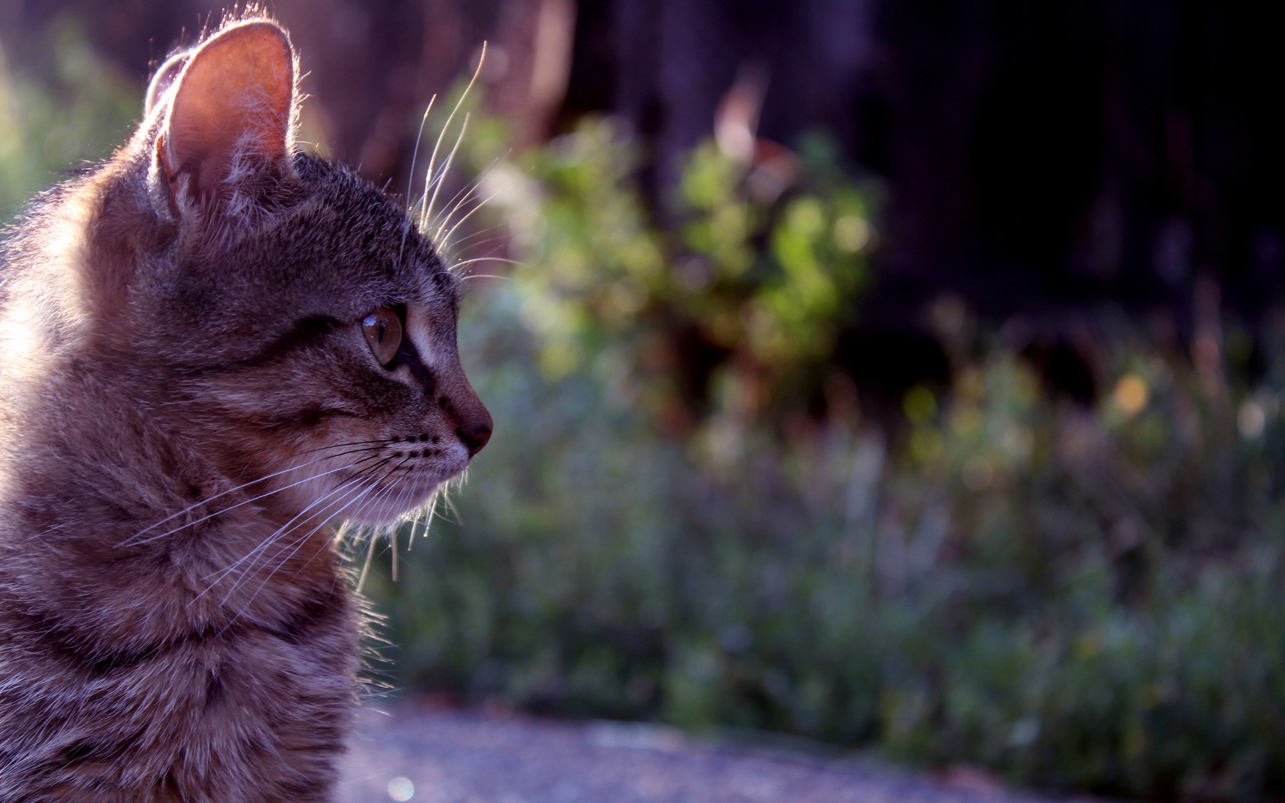 cats, Animals Wallpaper