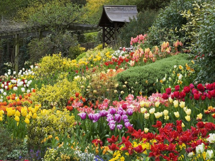 landscapes, Nature, England, Little, Tulips HD Wallpaper Desktop Background