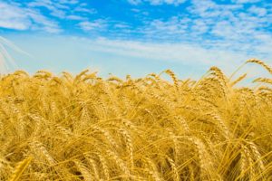 nature, Wheat, Golden