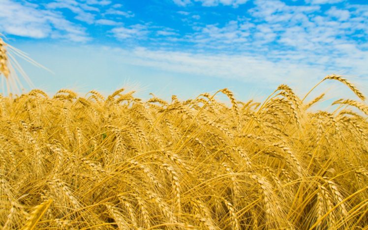 nature, Wheat, Golden HD Wallpaper Desktop Background