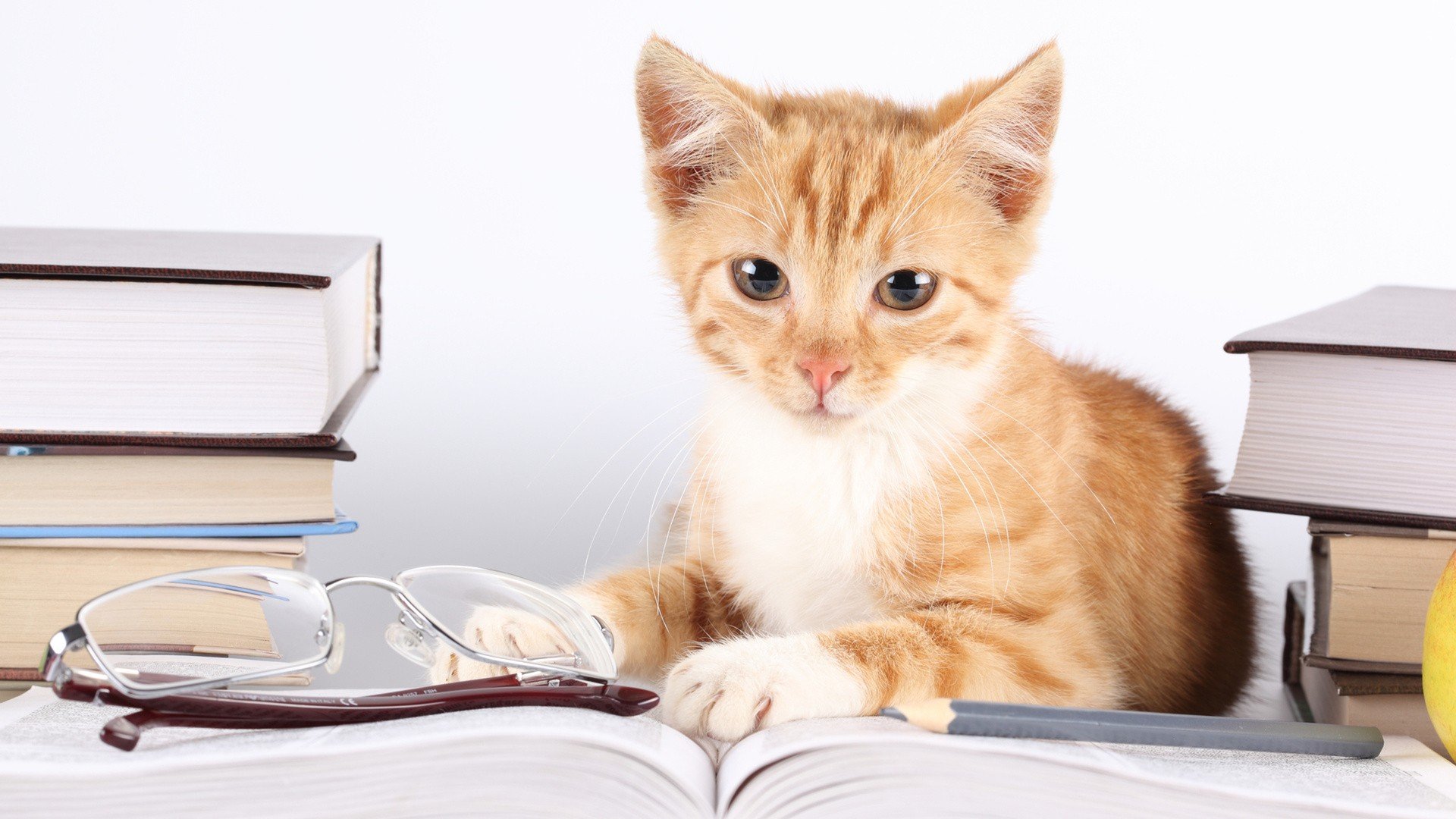 nature, Cats, Animals Wallpaper