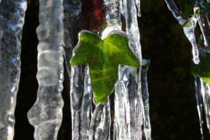 ice, Nature, Leaf