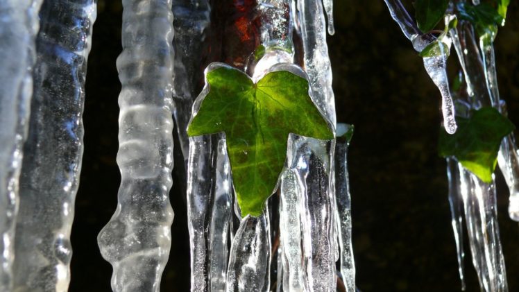 ice, Nature, Leaf HD Wallpaper Desktop Background