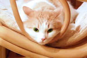cats, Animals, Green, Eyes, Chairs, Kittens