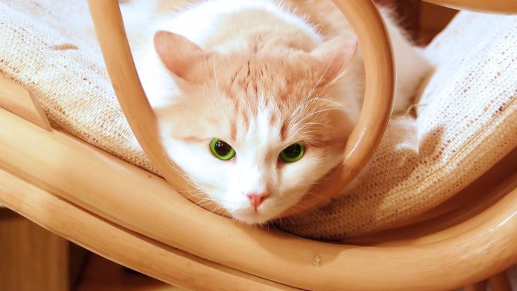 cats, Animals, Green, Eyes, Chairs, Kittens HD Wallpaper Desktop Background