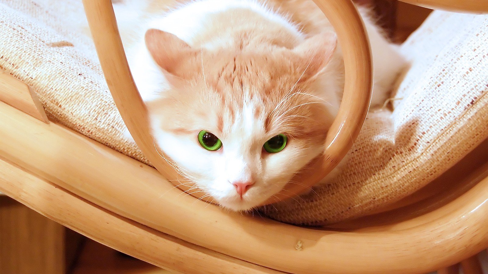 cats, Animals, Green, Eyes, Chairs, Kittens Wallpaper