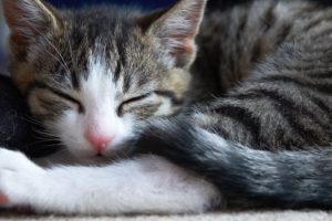cats, Animals, Sleeping, Kittens