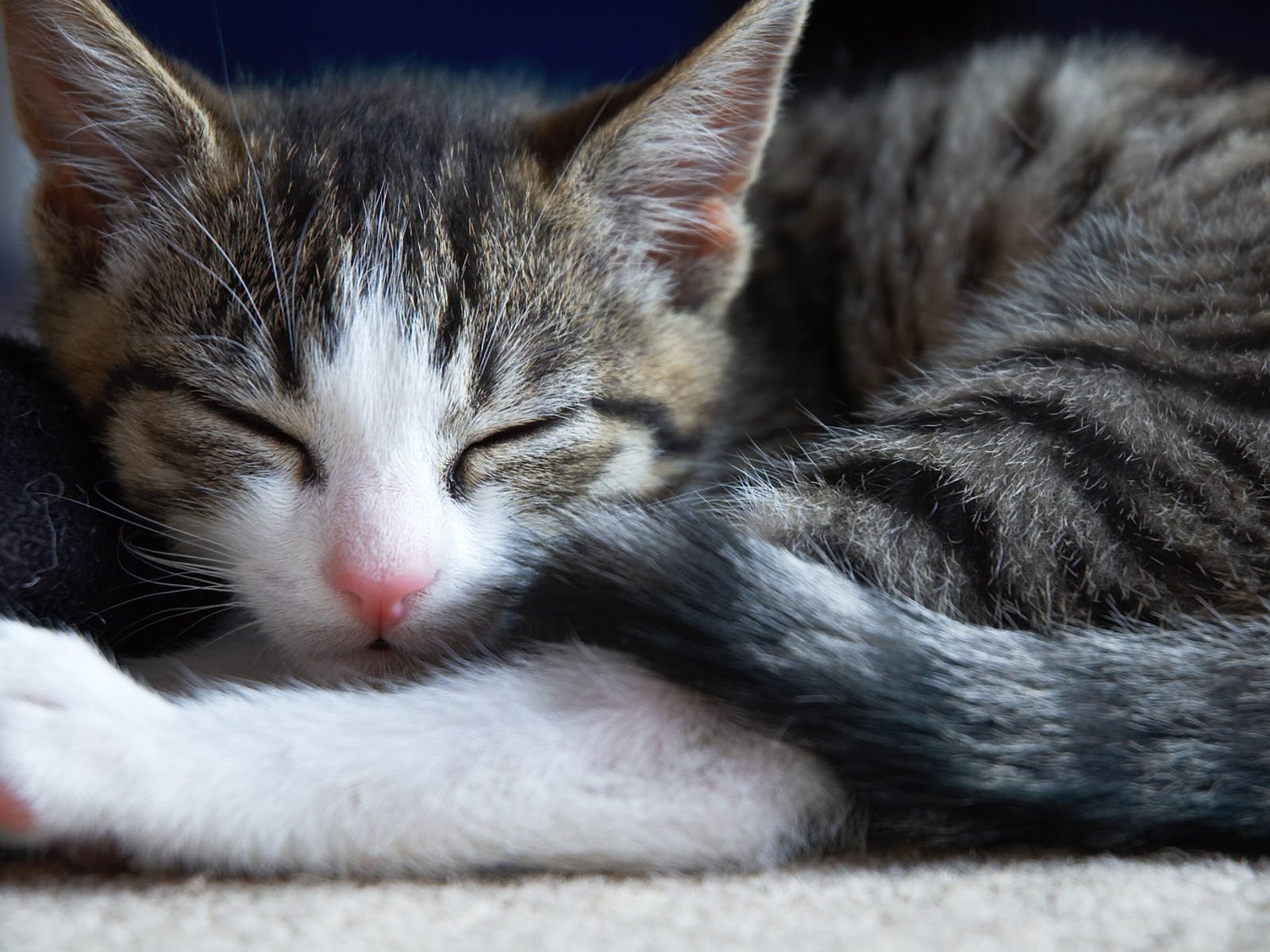 cats, Animals, Sleeping, Kittens Wallpaper