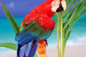 birds, Parrots, Scarlet, Macaws