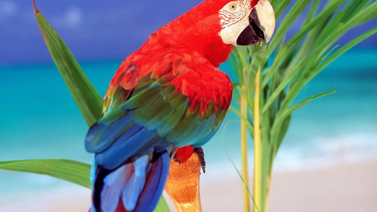 birds, Parrots, Scarlet, Macaws HD Wallpaper Desktop Background