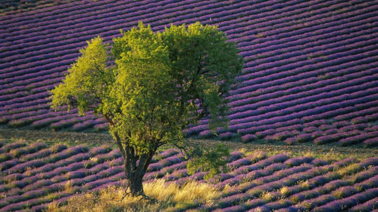 flowers, Fields, Lavender, Purple, Flowers HD Wallpaper Desktop Background