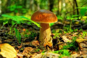 nature, Mushrooms
