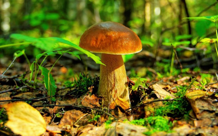 nature, Mushrooms HD Wallpaper Desktop Background