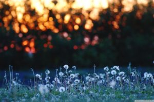 nature, Flowers, Meadows, Bokeh, Dandelions