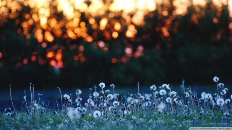 nature, Flowers, Meadows, Bokeh, Dandelions HD Wallpaper Desktop Background
