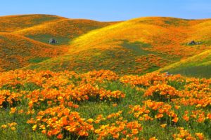 hills, Valleys, California, Antelope, Yellow, Flowers, Poppies