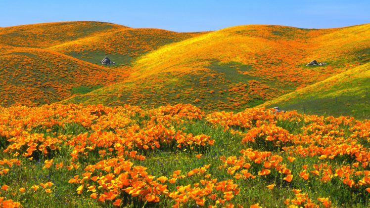 hills, Valleys, California, Antelope, Yellow, Flowers, Poppies HD Wallpaper Desktop Background
