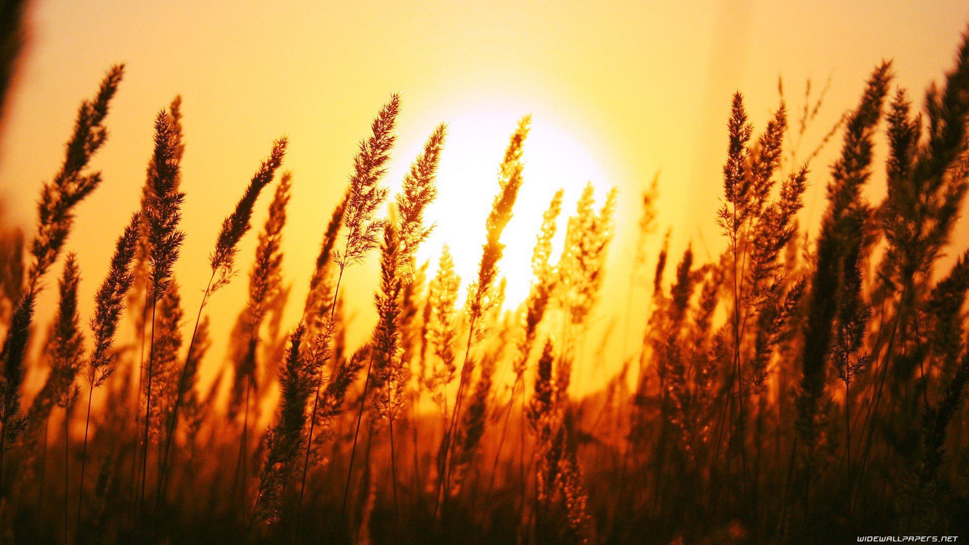 sunset, Nature Wallpaper
