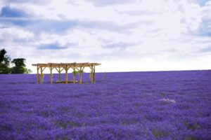 flowers, Fields, Lavender, Purple, Flowers