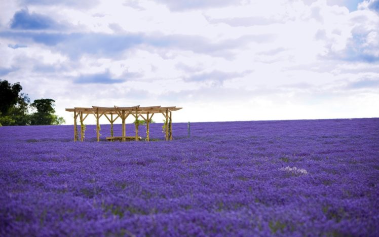 flowers, Fields, Lavender, Purple, Flowers HD Wallpaper Desktop Background