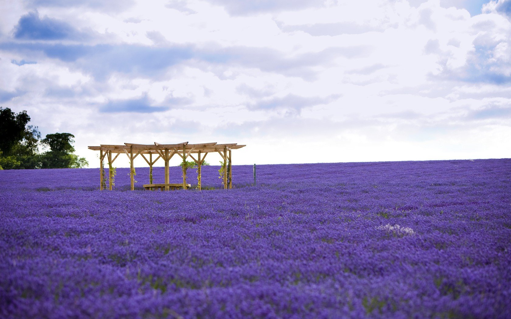 flowers, Fields, Lavender, Purple, Flowers Wallpaper