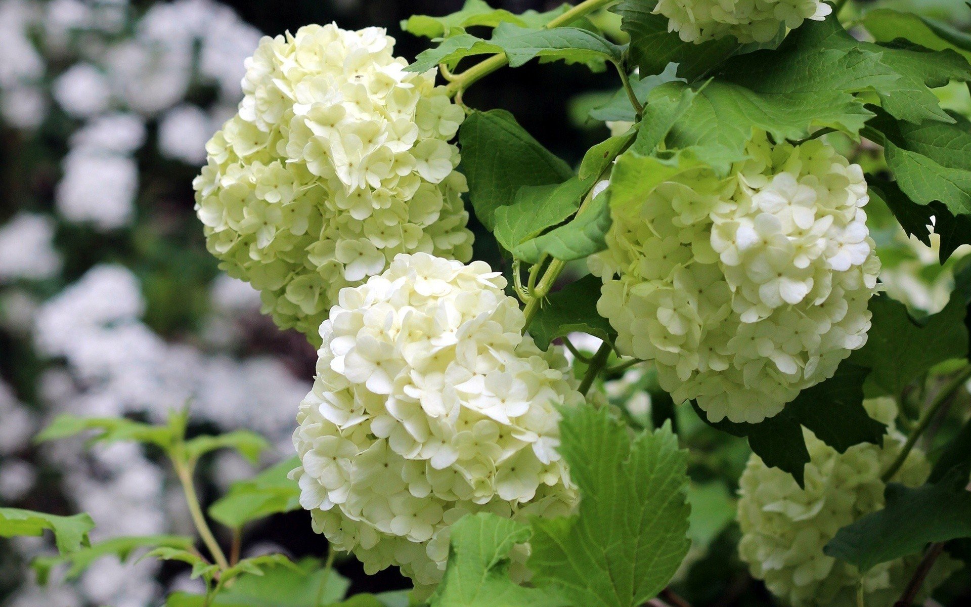 flowers, White, Flowers, Hydrangeas Wallpaper