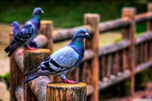 fences, Birds, Pigeons