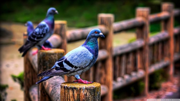 fences, Birds, Pigeons HD Wallpaper Desktop Background