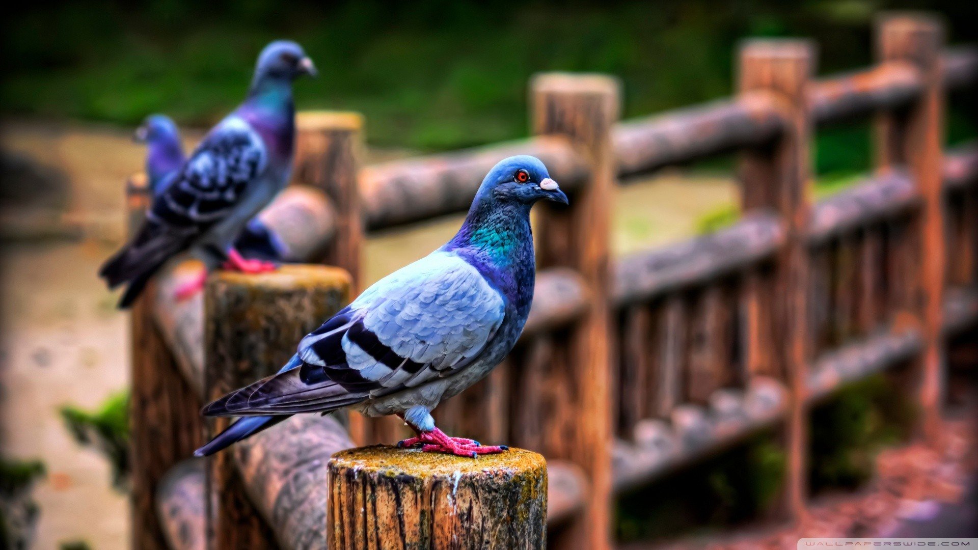 fences, Birds, Pigeons Wallpaper