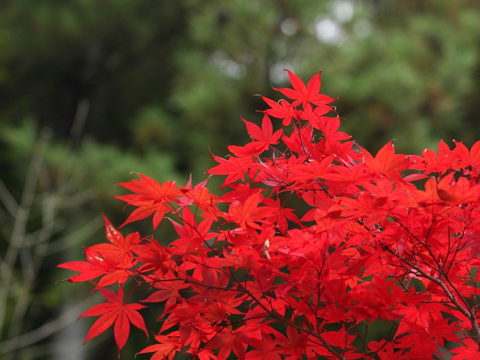 japan, Japan, Views Wallpaper