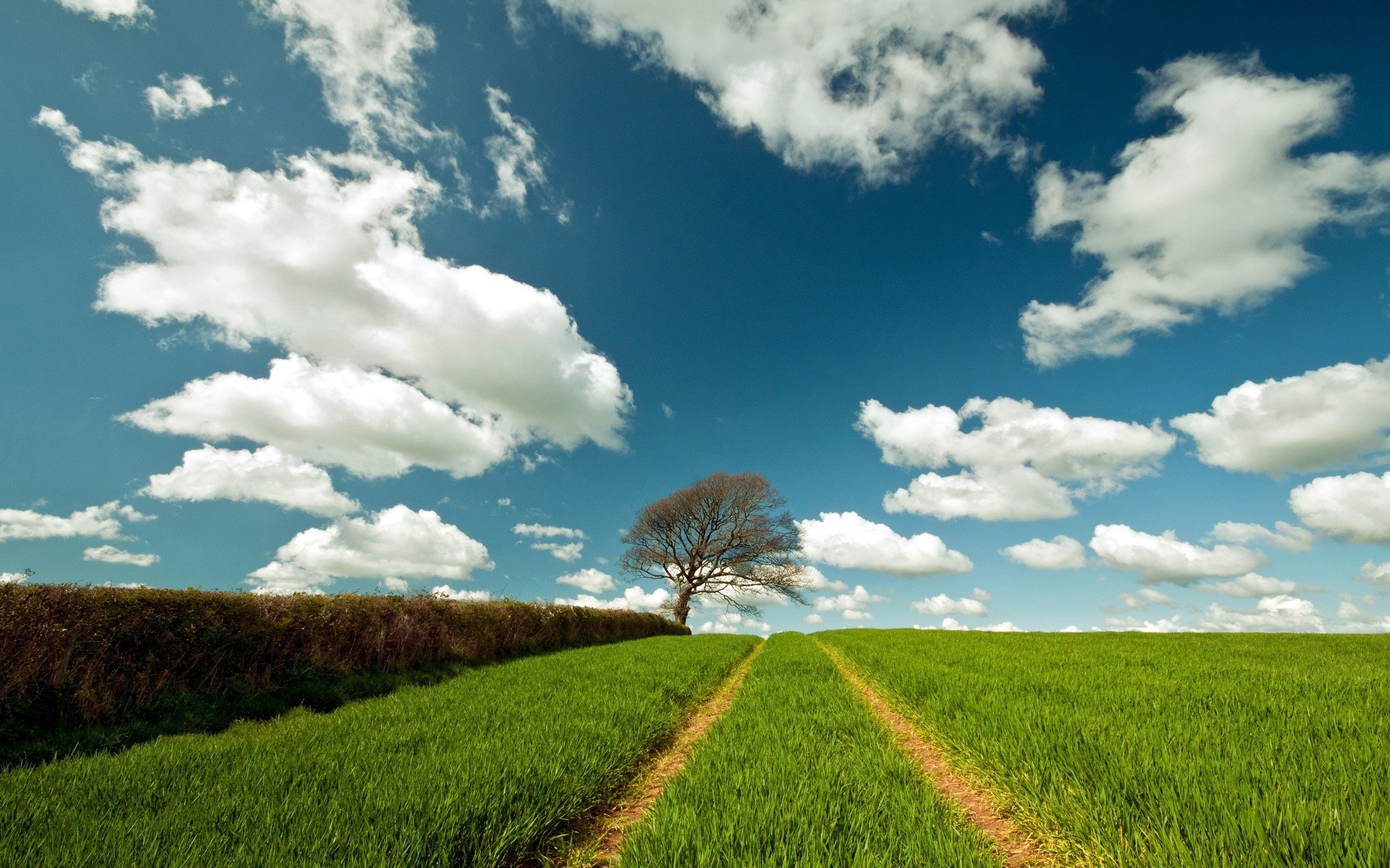 clouds, Landscapes, Trees, Skyscapes Wallpaper