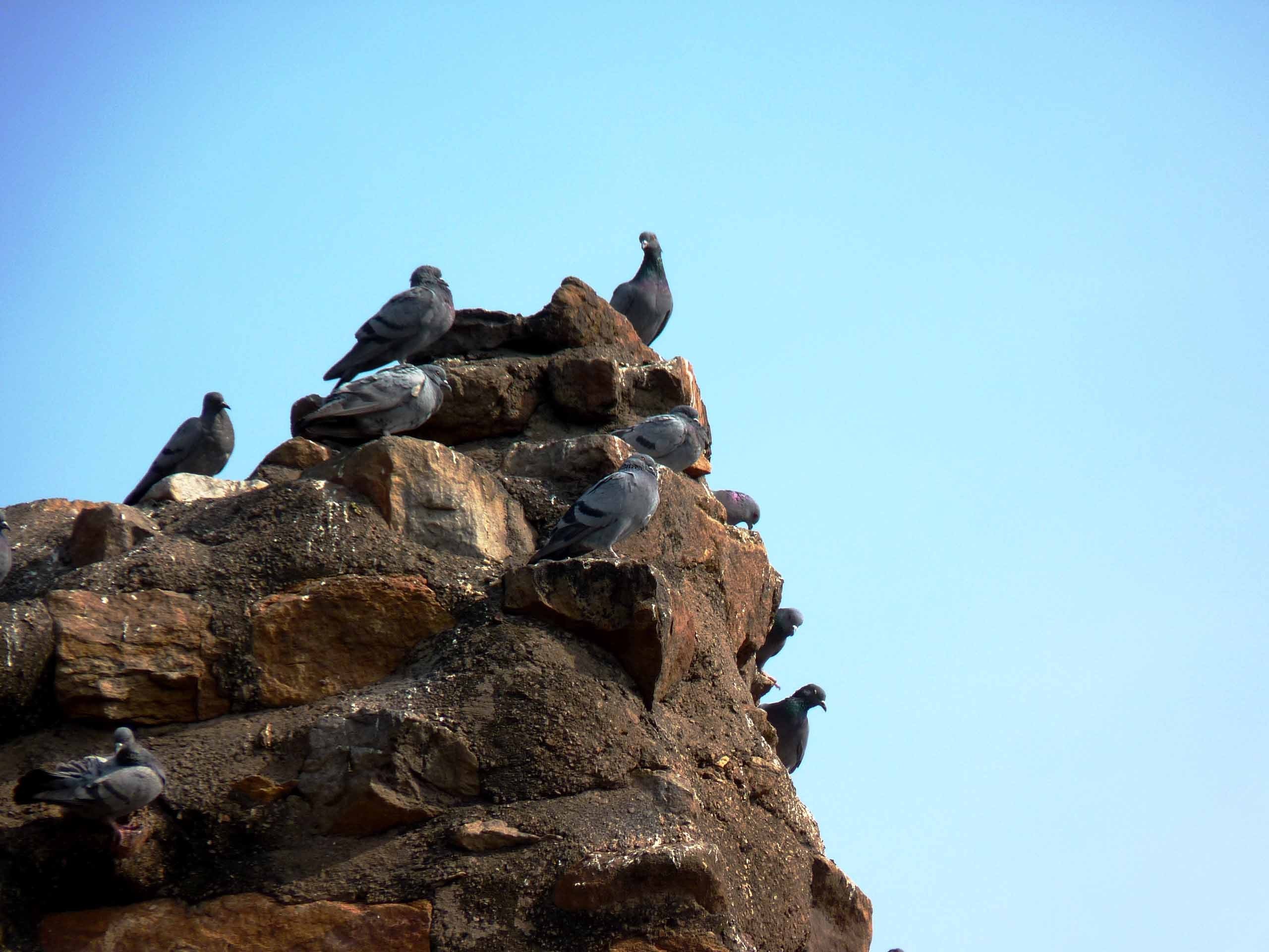 pigeons Wallpaper